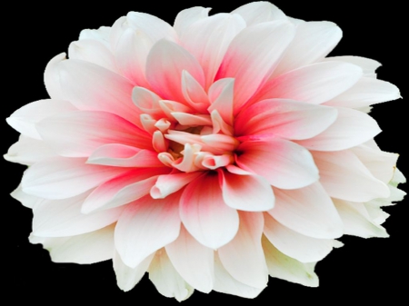 Dahlia - nature, colors, dahlia, flower