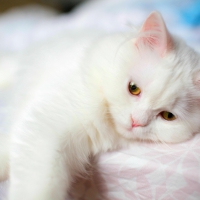 Adorable Cat â™¥