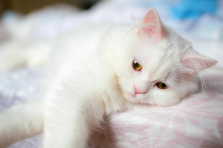 Adorable Cat ♥ - white cat, beautiful, photography, sweet, cat, white, cute, adorable, kitty