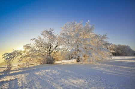 Sunny Winter Day - winter, nature, sunny, snow