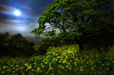 Mystic Wildflowers - trees, hills, yellow, beautiful, valley, flowers, green, field, sky