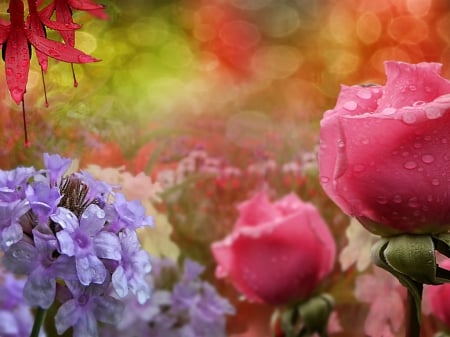 Blue flowers & pink roses - flowers, roses, water, droplets, pink