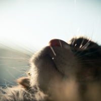 cat looking up