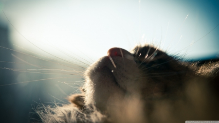 cat looking up - head, tabby, feline, cat