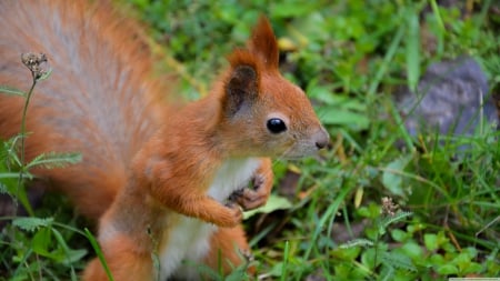 city squirrel - city, grass, squirrel, green