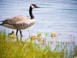 canadian goose