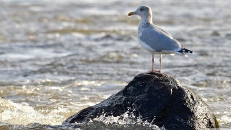 herring gull - bird, water, herring, gull, rock