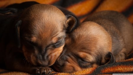 cute little puppies