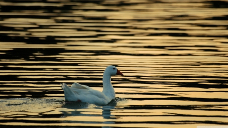 towards sunset - swan, water, sunset, bird