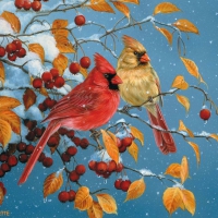 Cardinals in winter