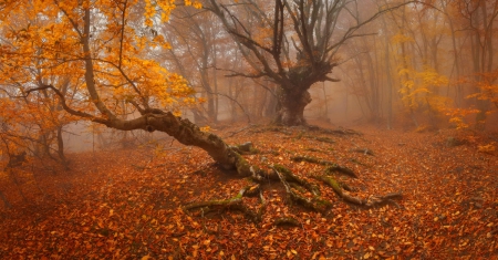 Autumn forest - autumn, trees, foliage, nature, fall, forest, beautiful, leaves, misty