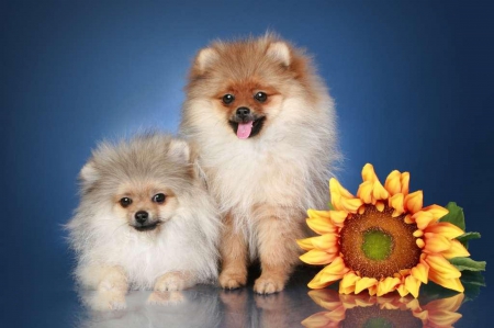 Puppy's - dogs, animals, flower, little