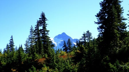 Fall in the Mountains - autumn, forest, mountains, widescreen, washington