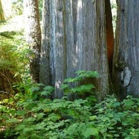 Cedar Trees