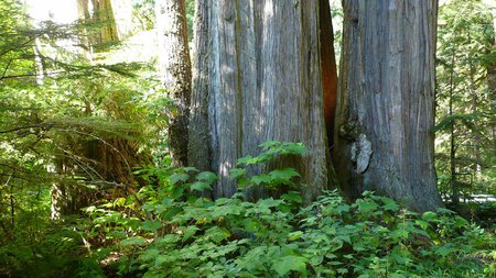 Cedar Trees - forest, washington, woods, widescreen, trees