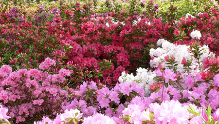 Azaleas - flowers, azaleas