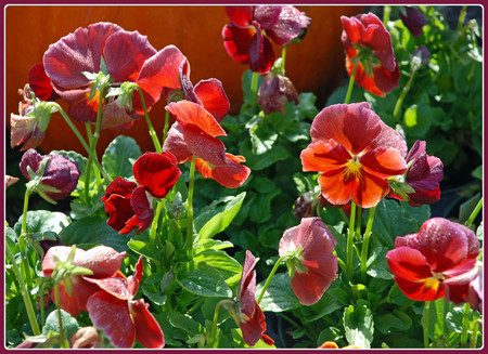 Red pansies - flowers, pansies