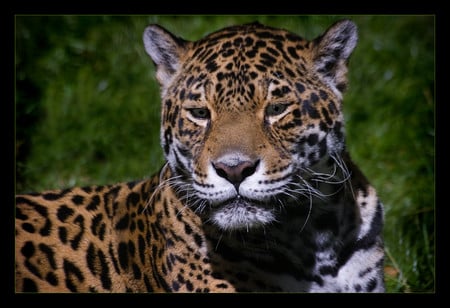 Jaguar - jaguar, animals