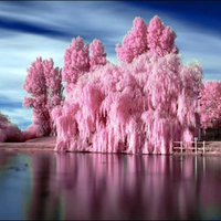 Bubblegum Trees