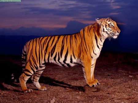 the night prowler - bengal tiger, a majestic animal