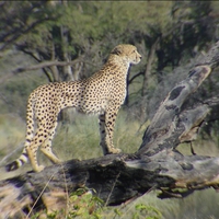 cheetah photo