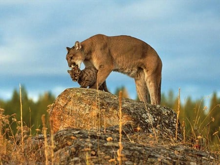 motherly love - love of a mother, cub, mountain lion