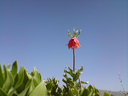 flower - special, nature, iran, beautiful, spring, flower