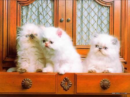 3 little kittens in a drawer - cabinet, drawer, kittens, cats