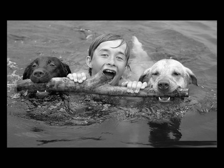 A helping hand - boy, water, dogs, tree branch, swimming