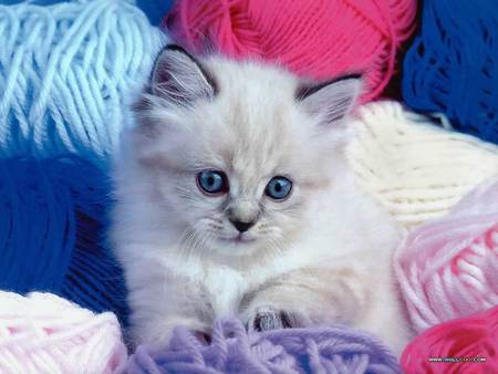 Did you want the purple ball? - balls of yarn, white kitten, cat