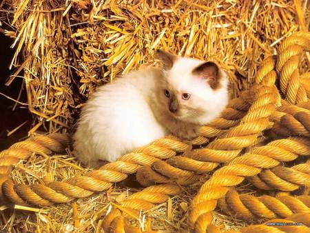 Barnyard Kitten - hay bale, thick rope, kitten, barn