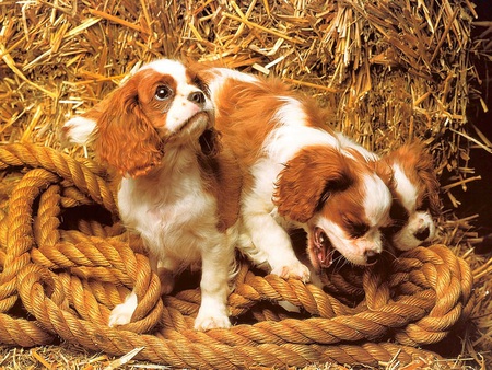 Can we play too? - dogs, king charles spaniels, thick rope, hay bale