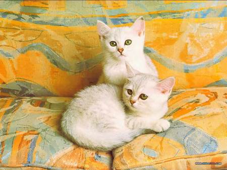 Two of a kind - white kittens, lounge cushions, cats