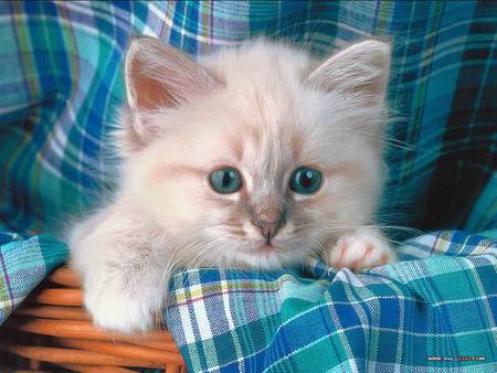 Hello there... - tablecloth, cane basket, cat, kitten