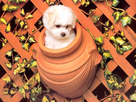 Potted Poodle - climbing ivy, poodle, dog, ceramic pot, lattice