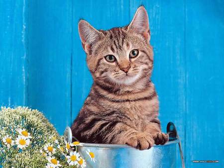 I fit just right - blue wall, flowers, pot, tabby cat