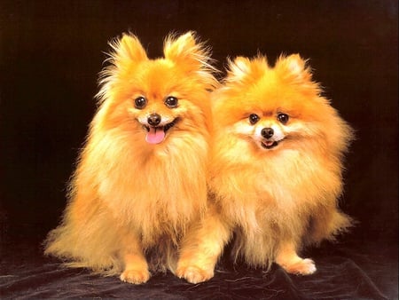 Golden Twins - pomeranian dogs, golden hair