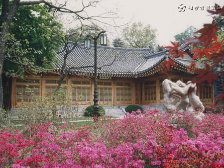 Spring in Korea - pink azaleas, korea, flowers, house, garden sculpture