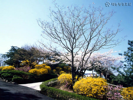 Garden in Korea - pathway, korea, tree, flowers, garden, cherry blossoms