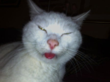 Myles' Cat - white cat, cat with tongue out, sleepy cat