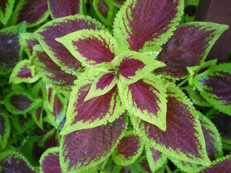 A Coleus - purple, two tone, green, colored, plant, flowering, leaves