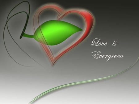 love  - evergreen, love, heart, passion