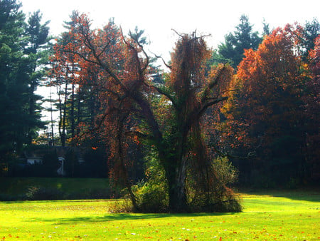 Tree - nature, trees