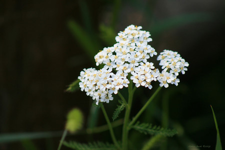 White flowers - white, flowers