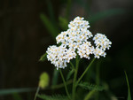 White flowers