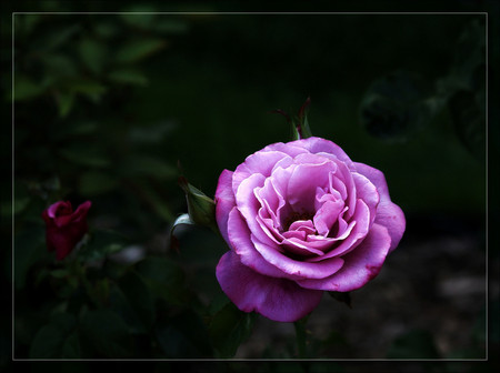 Pink rose - flowers, roses