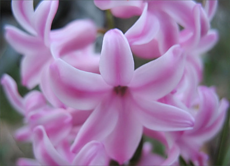 Pink - flowers, pink