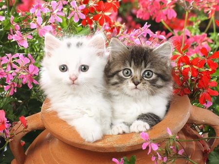 in a pot - cats, kittens, animals, friends, flowers, pot, photo, in a