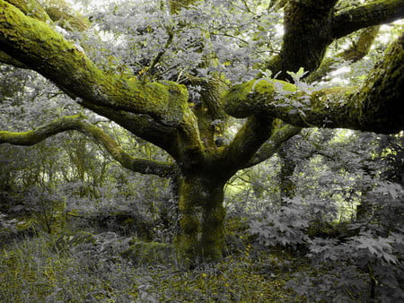 The Old Oak Tree - oak, woods, forest, countryside, tree