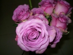 Beautiful Pink Rose